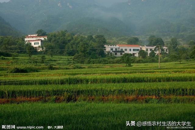 今年留守在农村的人比较多,在农村有什么好项目发展？