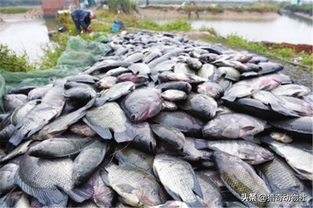 我国罗非鱼养殖大省主要是哪些，罗非鱼在什么环境下养殖好