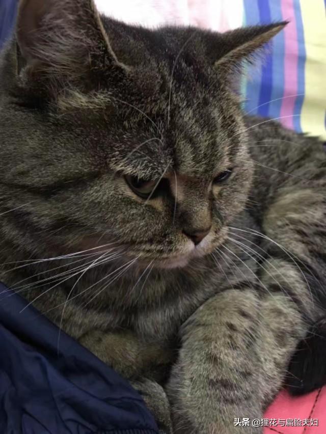 头条问答 为什么狸花猫看起来很精明霸气 而别的猫要不就是萌萌的 要不就是傻乎乎的呢 狸花与扁脸夫妇的回答 0赞