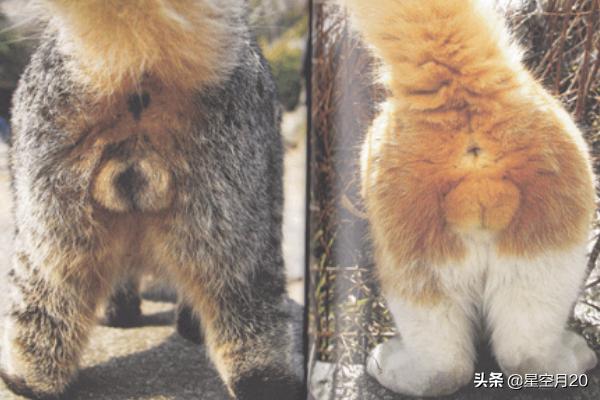 猫咪绝育:猫绝育前和绝育后的注意事项？