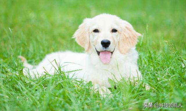 为什么狗狗大便前要转圈:狗狗拉屎！喜欢拉一节挪一个地方！怎么解决啊？
