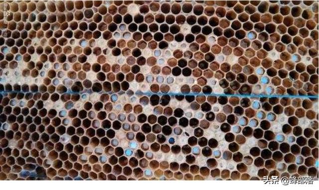 法国贵妇犬蛾 采集:贵妇犬蛾资料 割开幼虫中蜂巢里有很多蛆，什么情况？