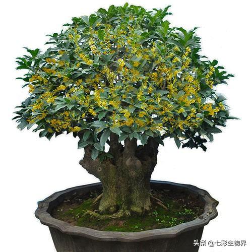 盆栽天香台阁桂花7月份可以喷叶面肥吗？