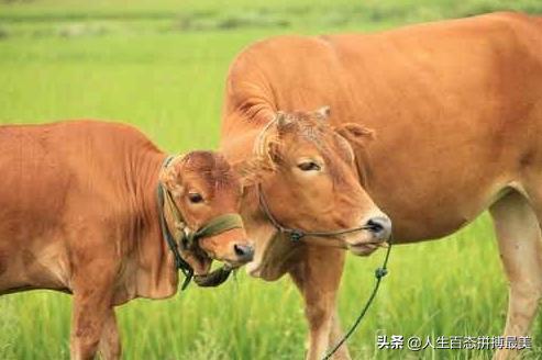 牛疾病百科大全:牛不见反刍还咳嗽、喘怎么治疗？