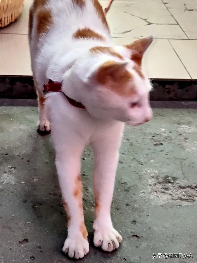 玩具存钱箱愤怒的猫咪:能看看你们家猫猫生气的照片吗？