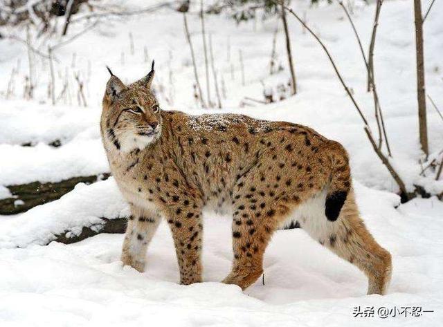 鬼獒pk藏獒:如果藏獒和猞猁狭路相逢，谁能赢？