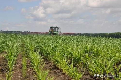 大卫溴敌隆价格:玉米出苗了，田里的草很大，咋办？