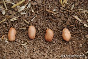 头条问答 谁有落花生播种和管理经验 请介绍一下 漂泊在外的农民工的回答 0赞