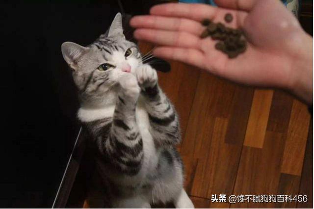 欧洲短毛猫1011欧洲短毛猫:寿命短的猫咪一般会有什么特征？