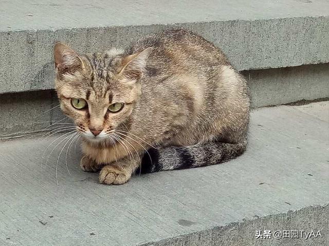 猫 照片:各种猫的图片大全 撸猫啊，怎么给猫主子拍出萌萌哒照片？