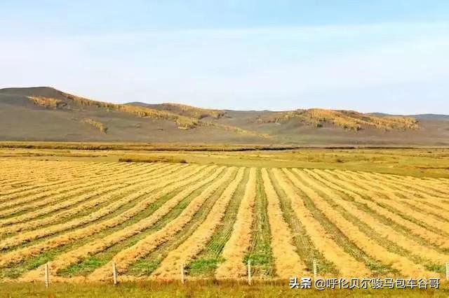 苏州宠物网型号规格:怎样的相机适合新手？有什么好相机可以推荐的？