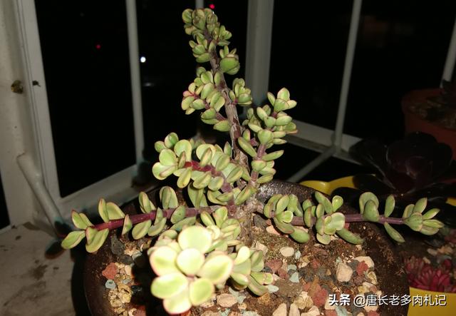 多肉锦化图片王玉珠帘:小雅乐之舞用小盆养好吗？要注意什么？