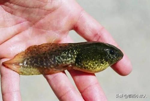车轮虫属于什么生物:车轮虫属于单细胞生物吗 苦楝皮如何治鱼塘里的鱼虫？