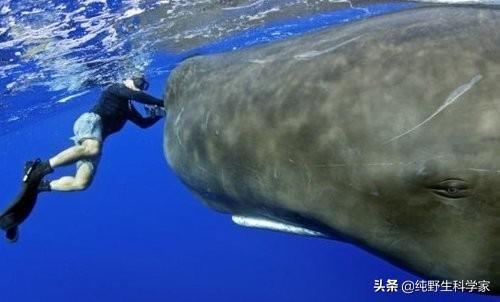 抹香鲸的图片和视频:为什么说抹香鲸是哺乳动物中的“潜水冠军”？