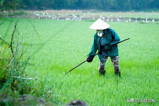 请问,现在农村剩下的是“386199”部队,它代表什么？