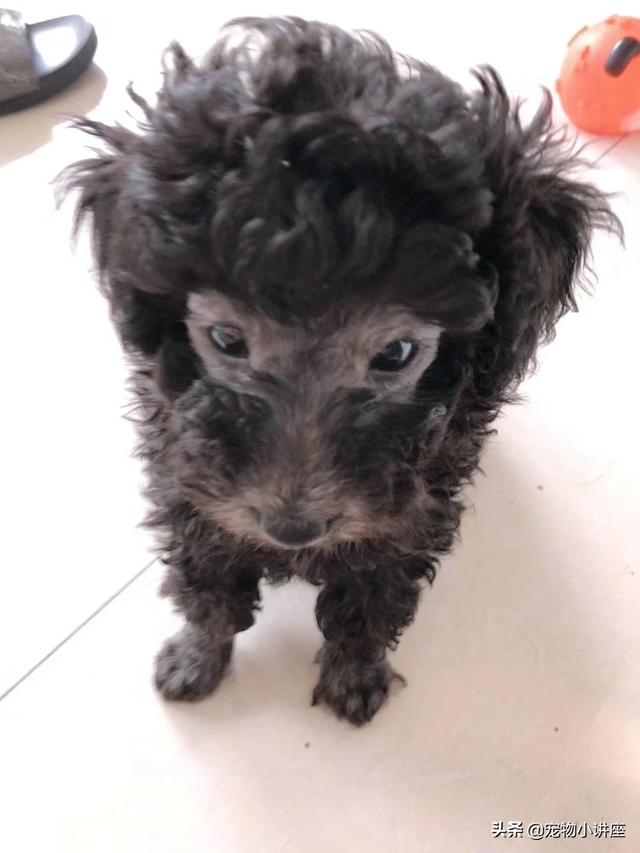 买狗的:去买狗狗的要怎样看狗才是健康的？ 买狗的软件