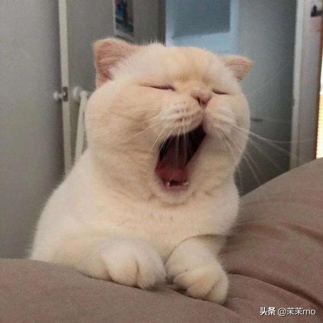 狗拿耗子猫护院:您认为养狗好还是养猫好？