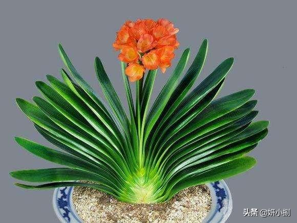 石蒜科的换锦花:君子兰开花用什么肥料催花？