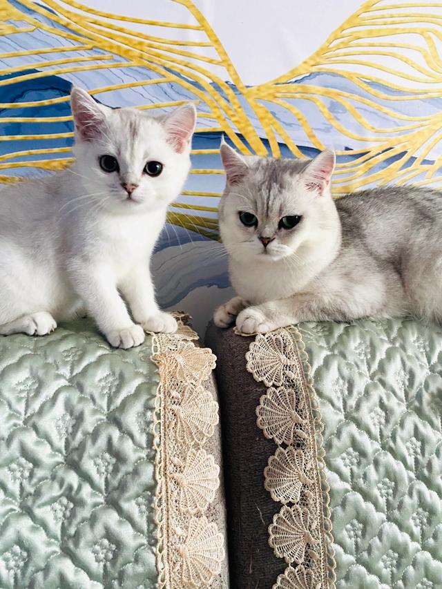 短尾猫能不能养:短毛猫要怎么养？因为我是第一次养猫，所以不是很清楚？
