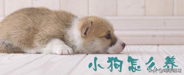 如何养狗狗:小狗怎么养？养小狗要准备什么？ 如何养好狗狗