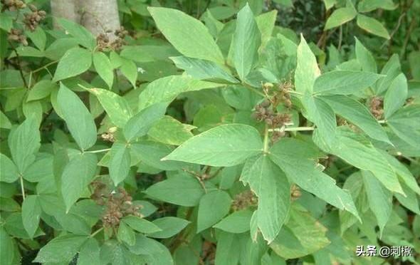 黄刺玫原变种:黄刺玫生长周期 黄刺玫和黄蔷薇怎么区分？