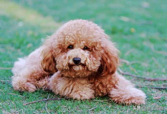 贵妇人犬和泰迪区别:泰迪犬和比熊犬，你是怎么区分的？ 贵宾犬和泰迪的区别
