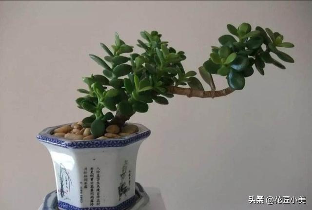 魔南景天夏季落叶怎么办:盆栽的玉树，夏季休眠吗？夏季应该怎么养？