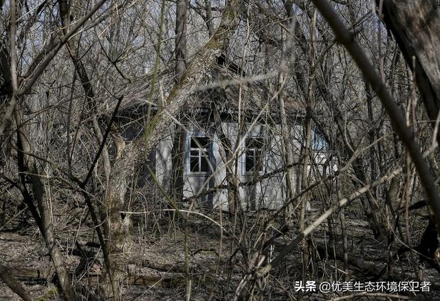 波多黎各巨人蜈蚣:切尔诺贝利变异巨鼠真的存在吗？这附近还存在其他变异生物吗？
