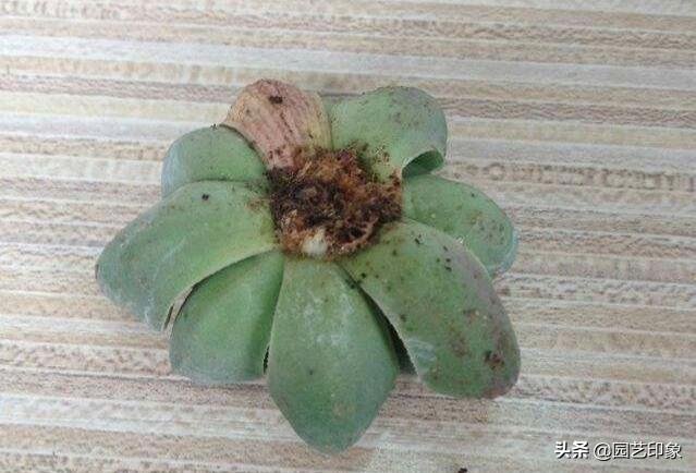 条纹十二卷:为什么多肉12卷发根慢呢？