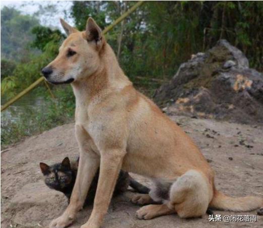 柯基犬窝咳能自愈吗:柯基犬感染上了犬窝咳怎么治疗 柯基咳嗽会死吗？柯基咳嗽是什么声音？