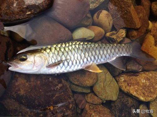 你们好,请问一下各位娟鱼吃什么食物?-生活百科