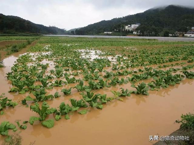 北极熊喝水死亡:北极熊冬天产崽挖洞 如果冰山融化掉入海中，会怎样？
