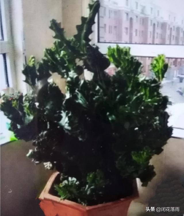 麒麟掌图片:仙人掌科玉麒麟汁液有什么毒性？