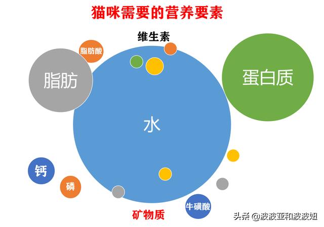 信元发育宝猫粮哪个系列好:大年初三捡了只蓝白流浪猫，学生党我要买哪种猫粮？
