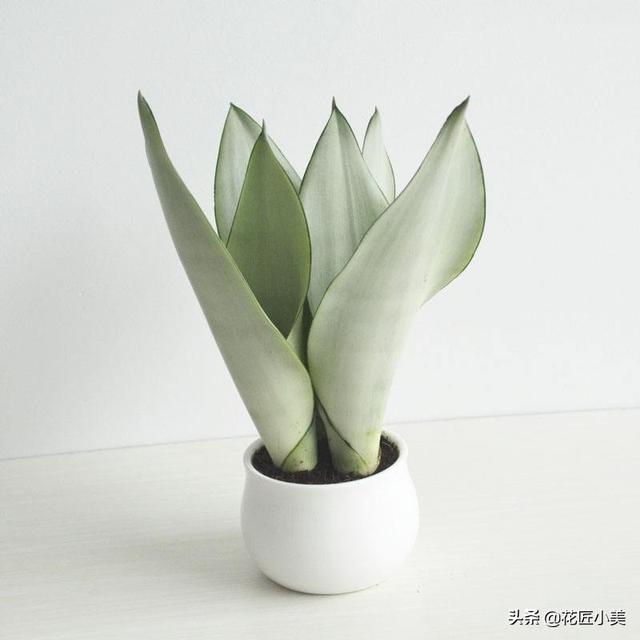 白玉是什么颜色,白玉虎皮兰为什么会呈绿色？