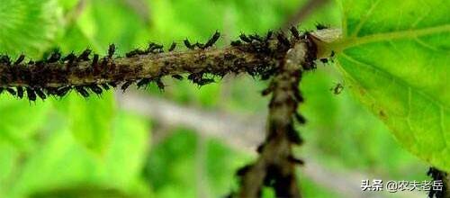 蚜虫的天敌:种植花椒树蚜虫发生的原因和防治有哪些？