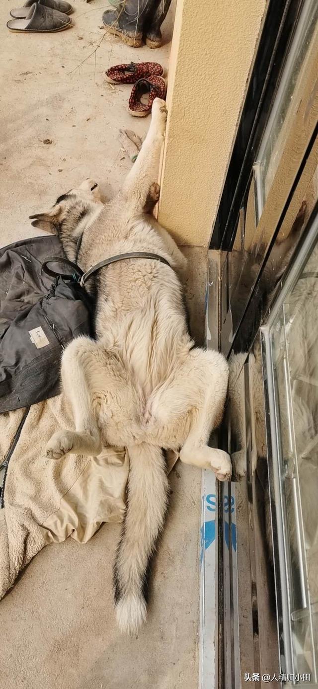 法兰德斯牧牛犬图片:什么品种的狗狗不贵，适合在山上放牛？