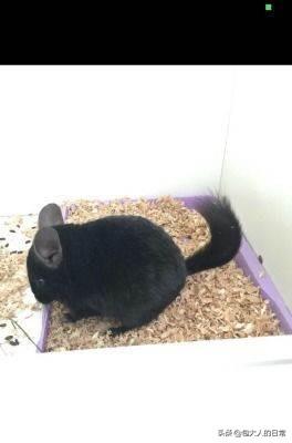 龙猫价格:龙猫价格，龙猫多少钱一只，龙猫好养吗？ 龙猫价格表2021