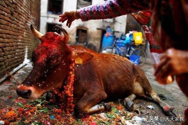 灰尘使者:放在阳台的绿植，叶子上经常落一层灰，怎样清理比较好