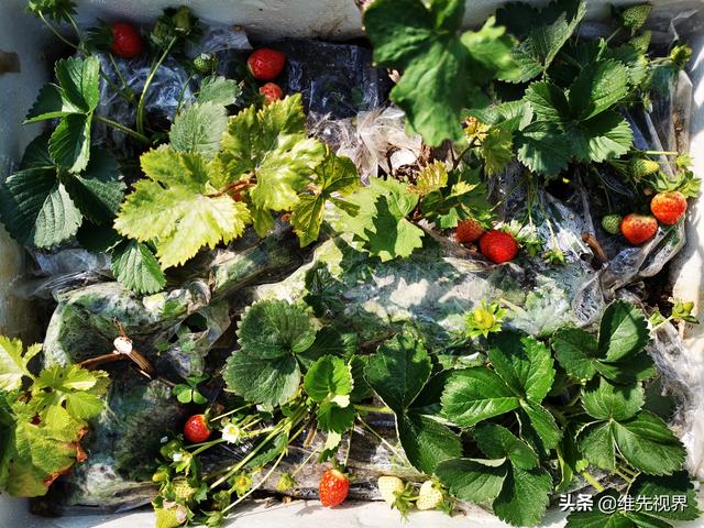 我家住在顶楼，最近想在楼顶搞一个空中花园，能否请大家提供好思路？插图12