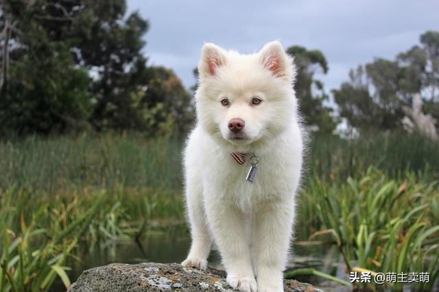 雪狼狗的特性:狗狗为什么有的时候会学狼嚎？