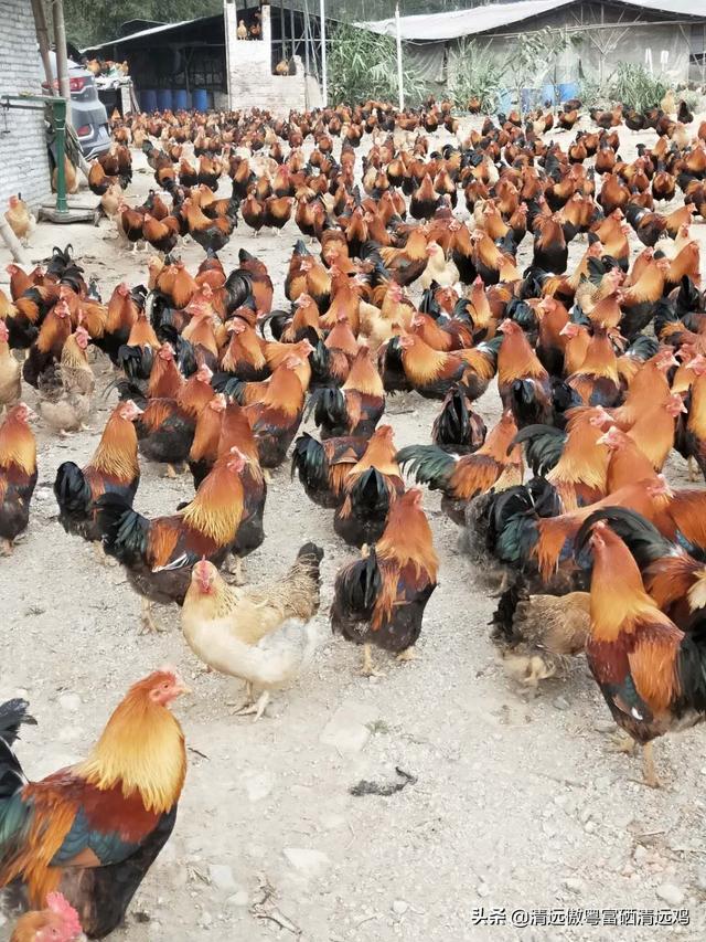 肉干销售渠道:肉鸡长大后可以销售到哪里？有什么好的销路？