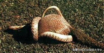 眼镜王蛇vs银环蛇图片:眼镜王蛇能不能打过黄鼠狼？在农村遇到眼镜王蛇怎么办？