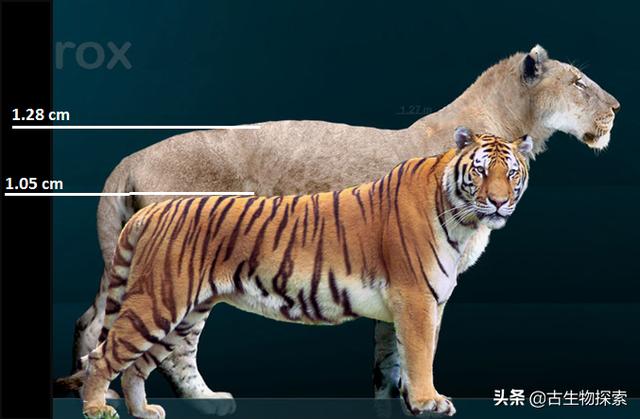 狮子老虎体型对比图片