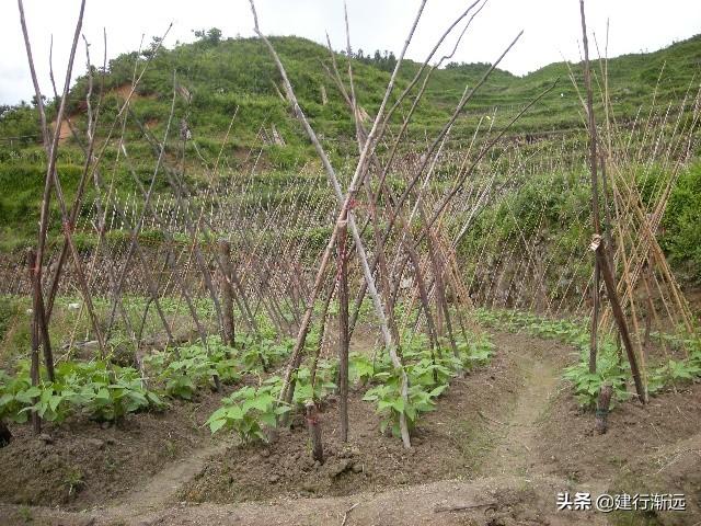 大蒜收获下茬种植什么蔬菜合适 悟空问答