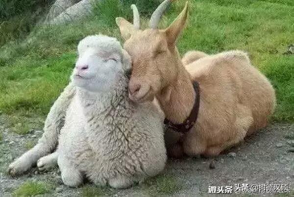 十二生肖中，容易二婚的生肖是哪个？