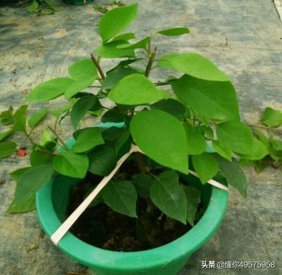 三角梅不开花,一定是控水不够的问题吗？