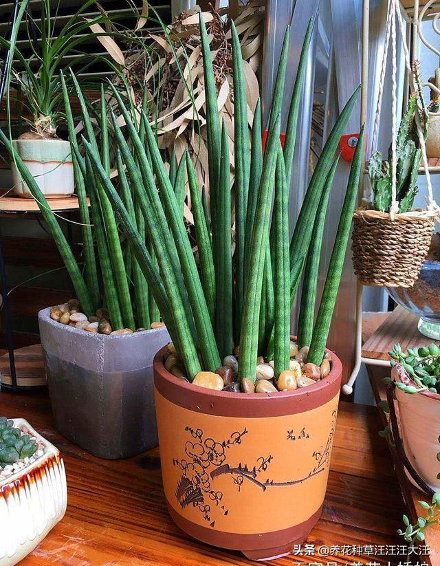 头条问答 - 虎皮兰花好吗?有啥作用?(8个回答)