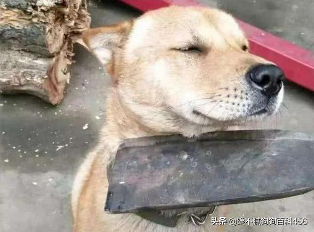 小狗视频表演:狗狗视频表演搞笑视频 狗全力奔跑时究竟能跑多快？