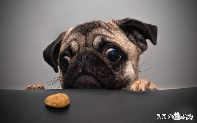 巴哥犬图片:我家巴哥犬一到晚上就叫，怎么办啊？